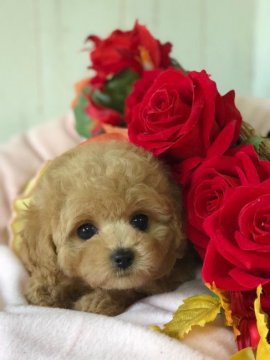 トイプードル(タイニー)【埼玉県・女の子・2018年9月2日・アプリコット】の写真「とてもお顔の可愛い😍女の子です」