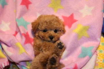 トイプードル(トイ)【埼玉県・男の子・2013年11月23日・アプリコット】の写真「クリクリおめめのハンサム君です。」