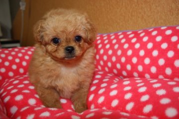 ミックス・ポメプー×トイブードル【埼玉県・女の子・2014年12月26日・アプリコット】の写真「お目目がクリクリんの可愛い子です。」