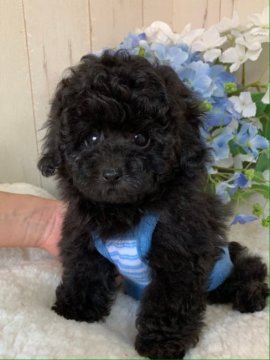 トイプードル(タイニー)【埼玉県・男の子・2020年4月28日・ブラック】の写真「深い綺麗なブラックです」
