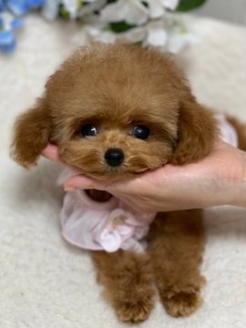 トイプードル(ティーカップ)【埼玉県・女の子・2020年8月6日・アプリコット】の写真「お目目の可愛い😍女の子です
小さいげど元気です」
