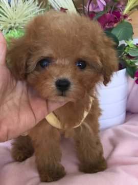 トイプードル(ティーカップ)【埼玉県・女の子・2018年1月17日・アプリコット】の写真「お顔が整った可愛い💕女の子です」
