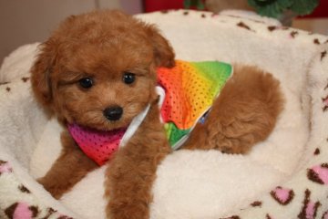 トイプードル(タイニー)【埼玉県・男の子・2016年5月21日・アプリコット】の写真「毛量のある可愛い子です」