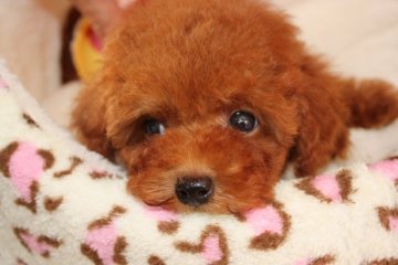 トイプードル(ティーカップ)【埼玉県・男の子・2016年6月25日・レッド】の写真「」