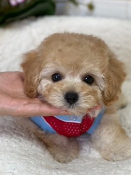 トイプードル(タイニー)【埼玉県・男の子・2021年6月9日・アプリコット】の写真「性格の良い子です」