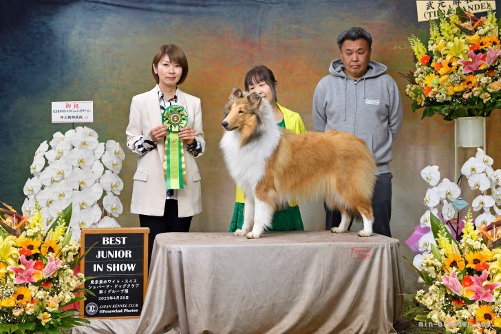 当犬舎自家繁殖犬のBest Junior in Show受賞🏆｜吉村　智子(よしむら　ともこ)ブリーダー(神奈川県・ペキニーズなど・JKC/JCC登録)の紹介写真1
