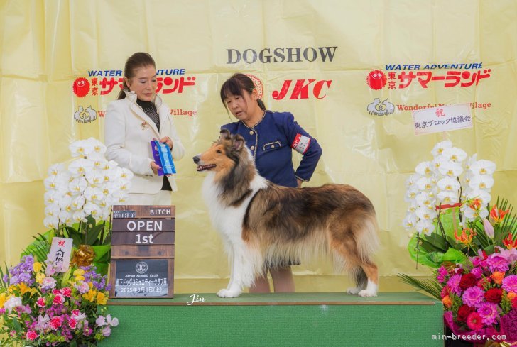 吉村智子ブリーダーのブログ：ラフコリー交配予定