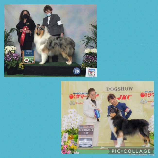 吉村智子ブリーダーのブログ：ラフコリー交配予定