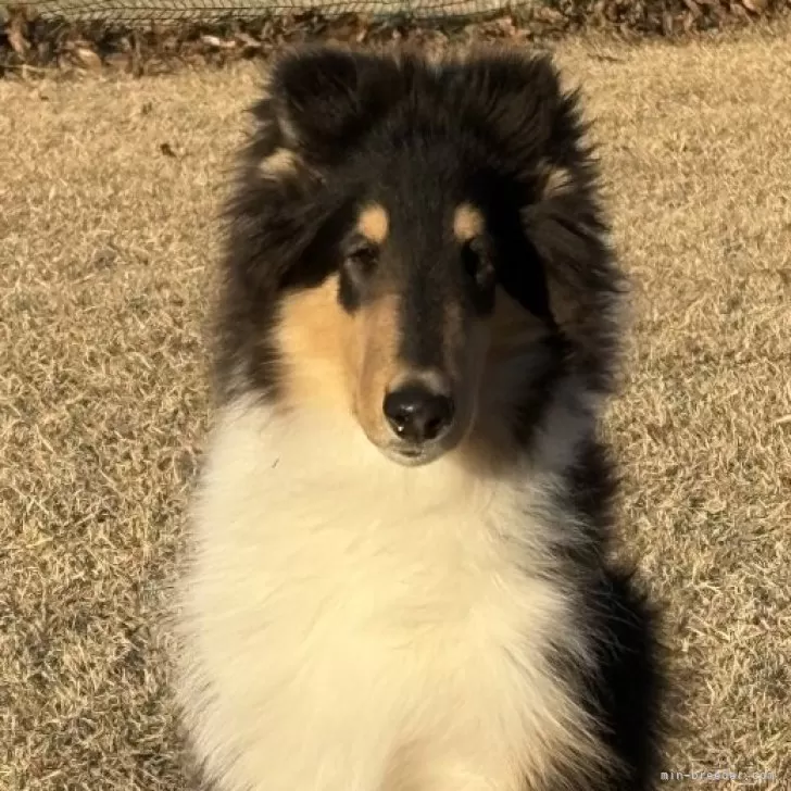 ちゃーくん 様のお迎えした子犬