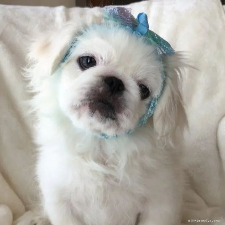 ID:2301-02016の子犬