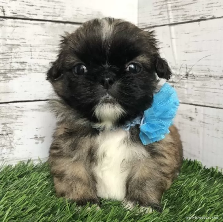ID：2403-01372の子犬
