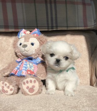 ペキニーズ【神奈川県・女の子・2019年9月26日・ホワイト】の写真「ふわふわ可愛いホワイトぺきちゃんです🤗」
