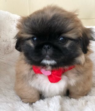 ペキニーズ【神奈川県・女の子・2021年2月6日・レッド】の写真「2022年のカレンダーになるかも⁉️可愛い女の子💕」