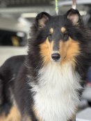 ラフコリー【・女の子・2023年12月6日・BLACK WHITE&TAN(トライカラー)】