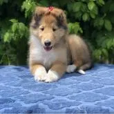 ラフコリー【神奈川県・女の子・2022年5月26日・セーブル&ホワイト】の写真3「お話しのよくわかるお利口さんです」