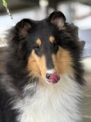 ラフコリー【・女の子・2023年12月6日・BLACK WHITE&TAN(トライカラー)】