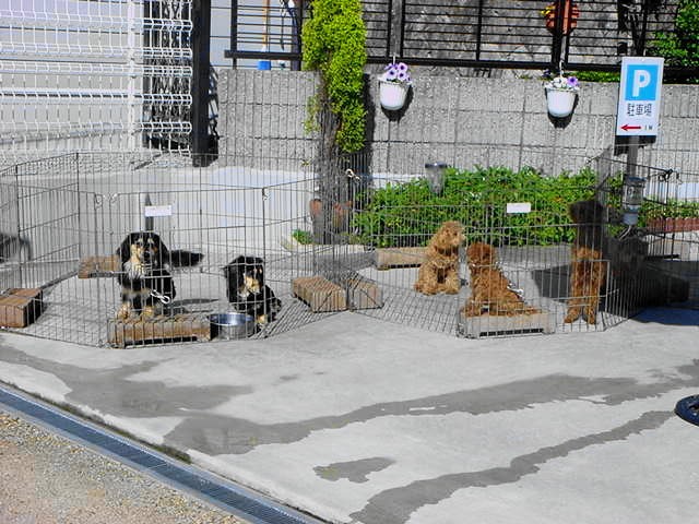 小村一雄ブリーダー