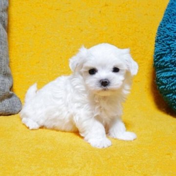 マルチーズ【滋賀県・女の子・2025年9月16日・ホワイト】の写真「◎チャーミングでとっても可愛いお嬢さん♪」