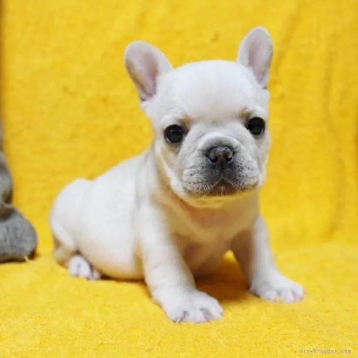 ID：2304-00422の子犬