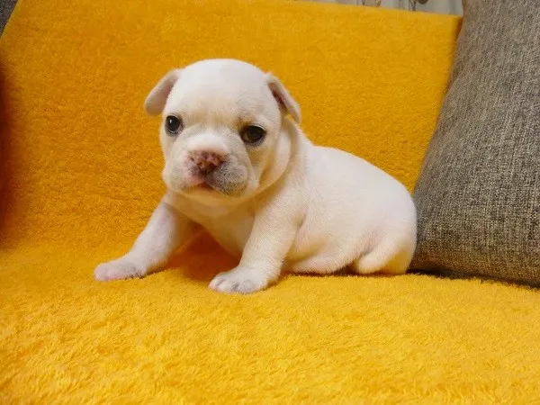 ID：1407-00371の子犬