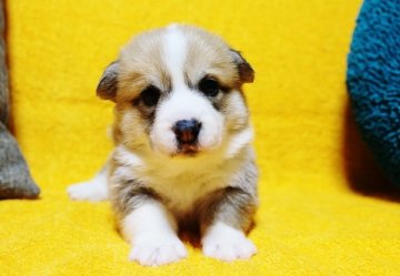 ウェルシュ・コーギー・ペンブローク【滋賀県・男の子・2018年2月22日・レッド&ホワイト】の写真「◎骨格のしっかりした！良質なハンサムボーイ♪」