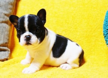 フレンチブルドッグ【滋賀県・女の子・2017年4月15日・パイド】の写真「◎ムチムチの福よかボディー！牛ちゃん模様の女の子」