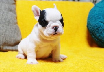 フレンチブルドッグ【滋賀県・男の子・2017年4月15日・パイド】の写真「◎迫力のプリプリボディー！元気なハンサムボーイ」