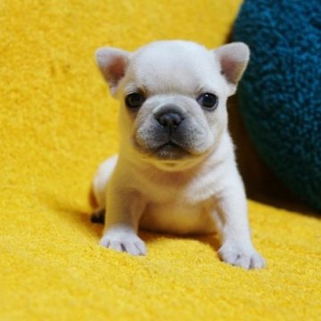 フレンチブルドッグ【滋賀県・女の子・2023年2月9日・クリーム】の写真「◎コンパクトサイズ！クリームの美人ちゃん♪」