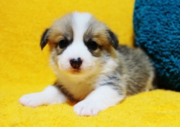 ウェルシュ・コーギー・ペンブローク【滋賀県・男の子・2016年8月14日・レッド&ホワイト】の写真「☆良質なハンサムボーイくん！！」