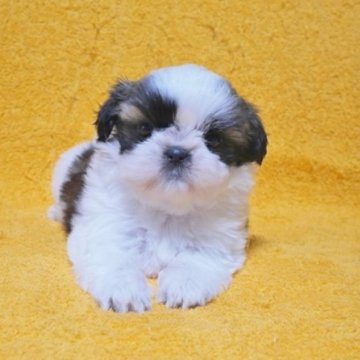 シーズー【滋賀県・女の子・2024年8月20日・ホワイト&ゴールド】の写真「◎とてもチャーミングなパピーが誕生しました！」