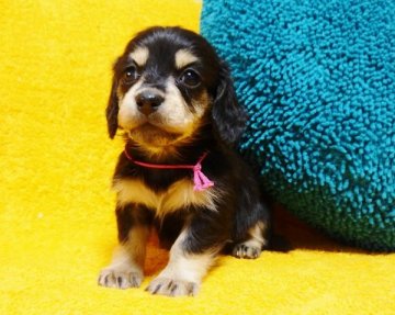 ミニチュアダックスフンド(ロング)【滋賀県・女の子・2014年12月1日・ブラック&クリーム】の写真「小振りで愛らしい女の子♪」