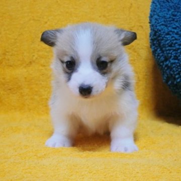 ウェルシュ・コーギー・ペンブローク【滋賀県・男の子・2024年3月26日・レッド&ホワイト】の写真「☆美しいフルカラーの可愛い男の子♪」