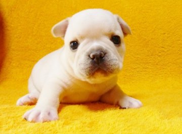 フレンチブルドッグ【滋賀県・男の子・2014年5月30日・クリーム】の写真「☆小振りでショートボディー！！クリームの男の子♪」