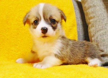 ウェルシュ・コーギー・ペンブローク【滋賀県・女の子・2014年6月2日・レッド&ホワイト】の写真「綺麗なブレーズ！！美しいフルカラーの女の子♪」