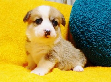 ウェルシュ・コーギー・ペンブローク【滋賀県・女の子・2014年12月22日・レッド&ホワイト】の写真「☆美しいフルカラーの愛らしい女の子♪♪」