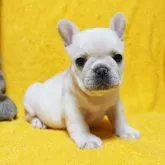 フレンチブルドッグ【滋賀県・男の子・2023年2月9日・クリーム】の写真1