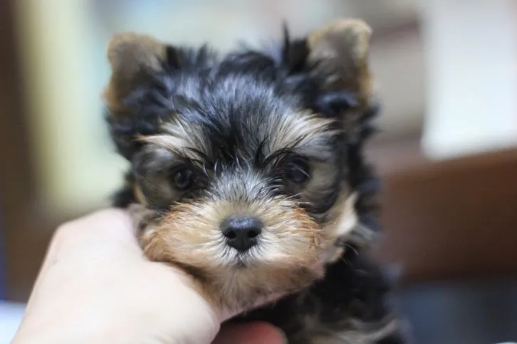 ID：1606-01279の子犬