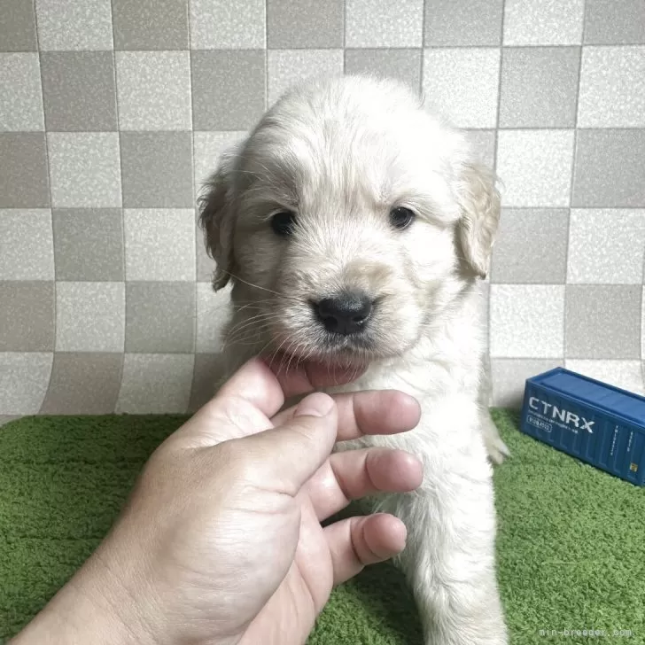 ID:2506-00436の子犬