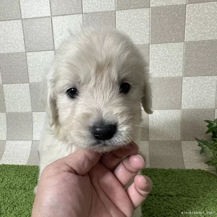 ID:2411-01603の子犬