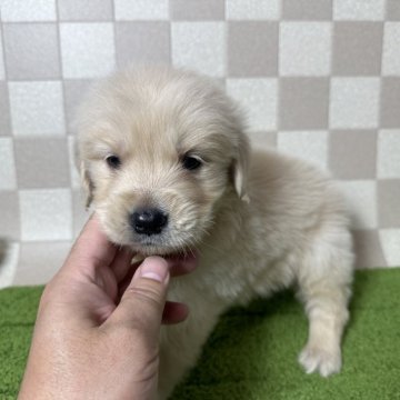 ゴールデンレトリバー【奈良県・男の子・2024年10月3日・クリーム】の写真「11月27日までの飼い主様の募集です。」