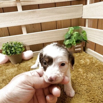 ミニチュアダックスフンド(ロング)【奈良県・女の子・2025年11月5日・チョコレートタンパイポールド】の写真「飼い主様募集中です。」