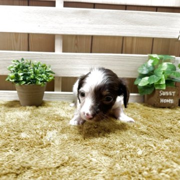 ミニチュアダックスフンド(ロング)【奈良県・男の子・2025年11月5日・チョコレートタンパイポールド】の写真「飼い主様募集中です。」