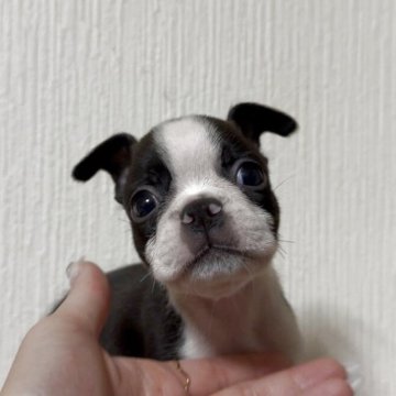 ボストンテリア【奈良県・男の子・2025年9月9日・ボストンカラー】の写真「可愛い男の子」