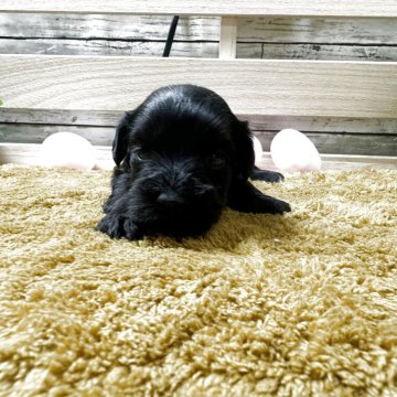 ミニチュアシュナウザー【奈良県・女の子・2025年9月4日・ブラック】の写真「10月30日まで飼い主様募集中です。」