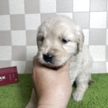 ゴールデンレトリバー【奈良県・女の子・2025年4月23日・クリーム】の写真「クリームゴールデン飼い主様募集中です。」