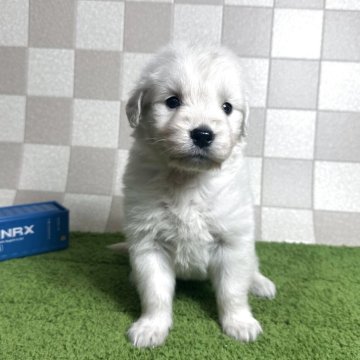 ゴールデンレトリバー【奈良県・男の子・2025年4月23日・クリーム】の写真「クリームゴールデン飼い主様募集中です。」