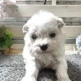 マルチーズ