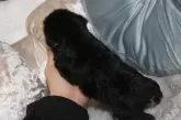 ミニチュアシュナウザー【奈良県・男の子・2026年3月30日・ブラック&シルバー】の写真5