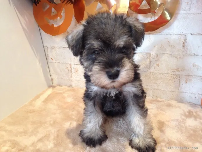 ID：1510-00449の子犬