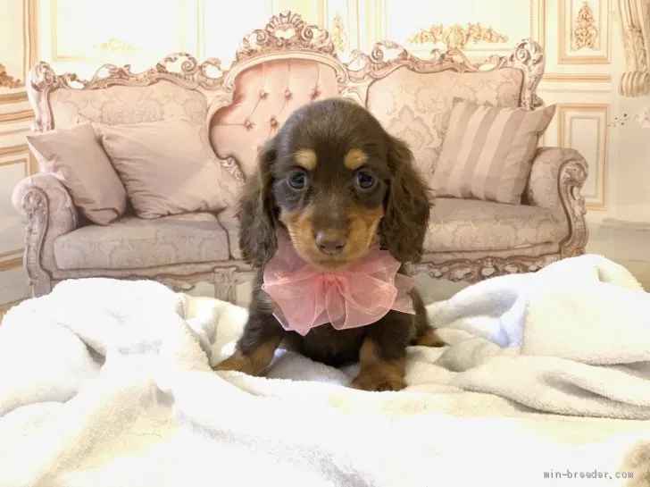 ID：1910-00483の子犬